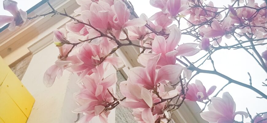 Де в Ялті знайти магнолії: найкращі місця для прогулянок