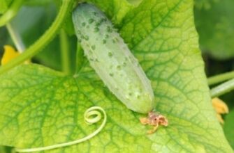 Чому жовтіє листя в огірків у серпні: основні причини та рішення