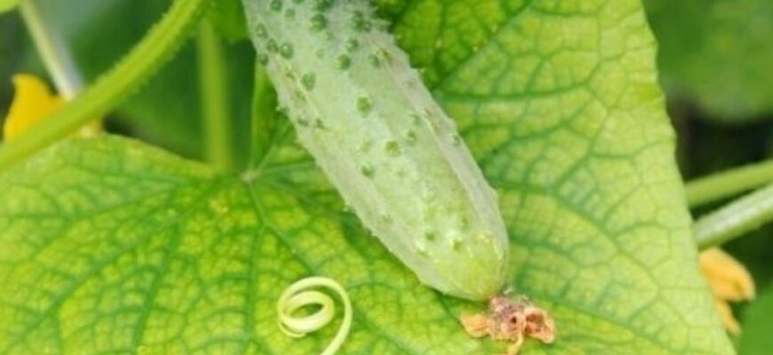 Чому жовтіє листя в огірків у серпні: основні причини та рішення