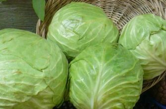 Коли саме збирати капусту з городу: оптимальні терміни та поради