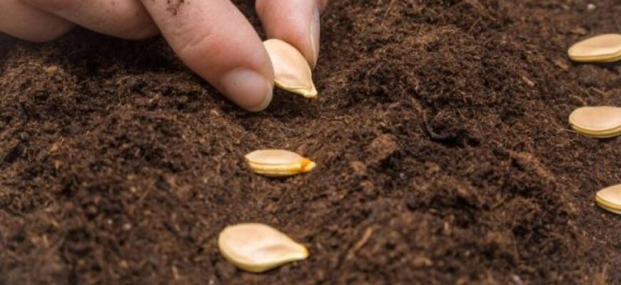 Оптимальні терміни посадки гарбуза: коли садити насіння у відкритий ґрунт