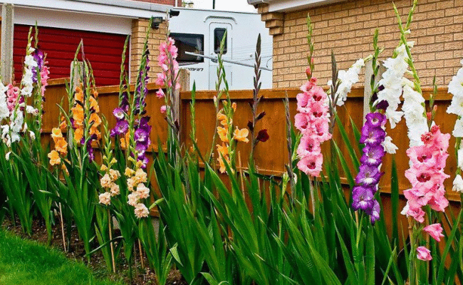 Як підживити квіти в саду в червні: найкращі поради та добрива