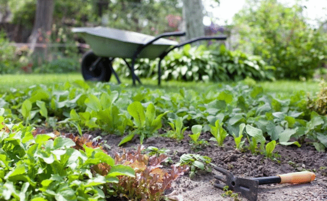 Найкращий порядок для посадки овочів: ефективні стратегії садівництва