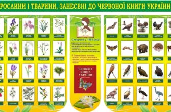 Загадкові рослини Казахстану: Скільки з них у Червоній книзі?