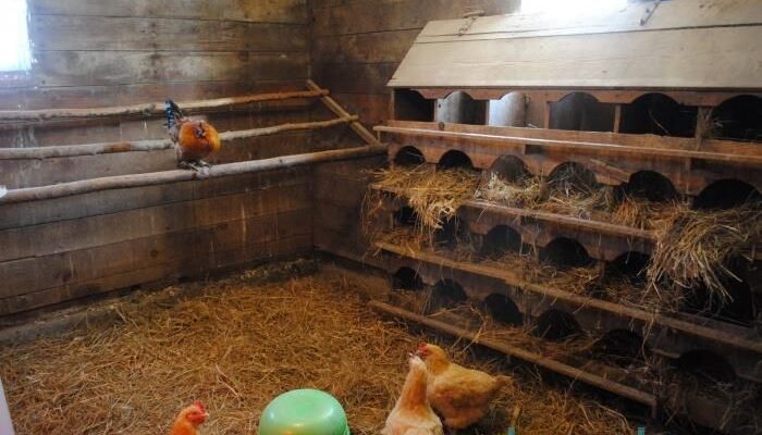 Ефективна дезінфекція курника вдома: покрокова інструкція та поради