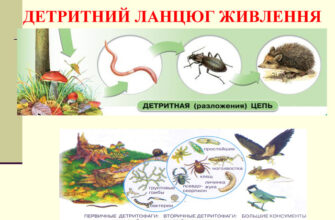 Що включає детритний харчовий ланцюг: складові та важливість для екосистем