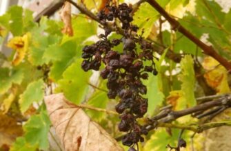 Чому в’януть ягоди винограду: основні причини та способи вирішення