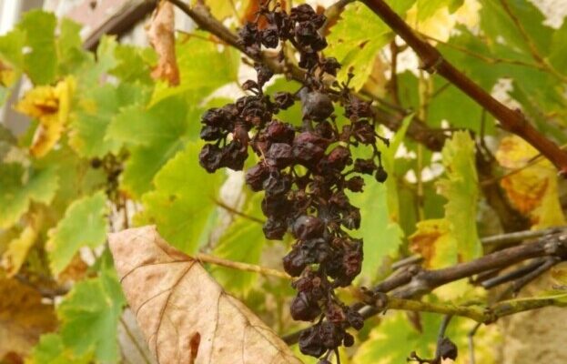 Чому в’януть ягоди винограду: основні причини та способи вирішення