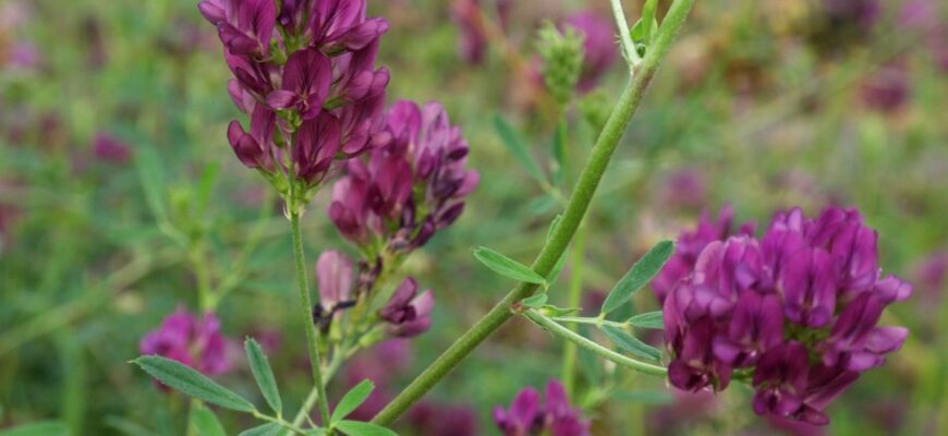 Вплив люцерни на печінку: користь і можливі ризики для здоров’я