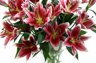 Як зберегти зрізані лілії свіжими: практичні поради та рекомендації