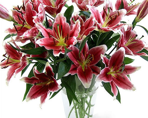 Як зберегти зрізані лілії свіжими: практичні поради та рекомендації