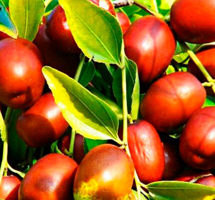 Кому протипоказаний унабі: важлива інформація для вашого здоров’я