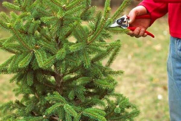 Вплив обрізання верхівки ялини: наслідки й особливості росту дерева