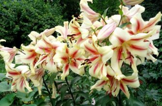 Чи можна висаджувати іриси разом із ліліями в одному саду?