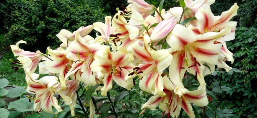 Чи можна висаджувати іриси разом із ліліями в одному саду?