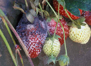 Чому моя полуниця гине: основні причини та способи вирішення проблеми