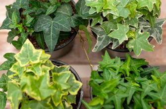 Як часто і правильно поливати плющ хедера для оптимального росту