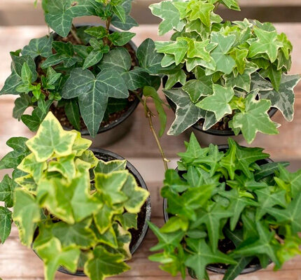 Як часто і правильно поливати плющ хедера для оптимального росту