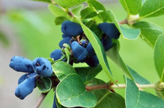 Чи безпечно поливати жимолость холодною водою: важливі поради садівників