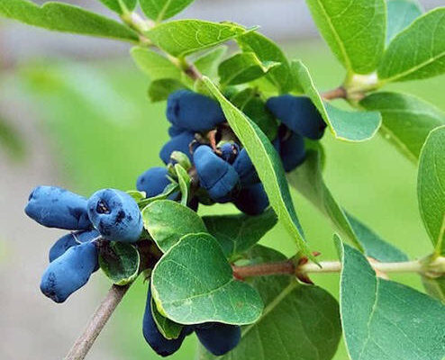 Чи безпечно поливати жимолость холодною водою: важливі поради садівників