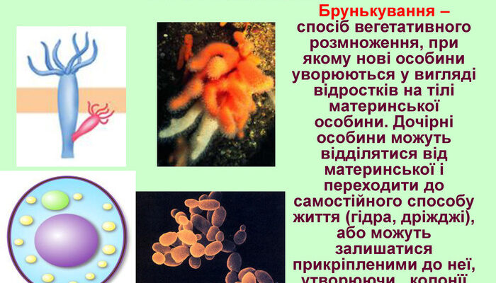 Організми, що розмножуються брунькуванням: приклади і особливості