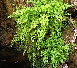 Кількість видів рослин у Казахстані: важливі дані та унікальні види