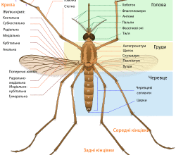 Скільки герц генерує комар: частота звуку крил комахи в герцах