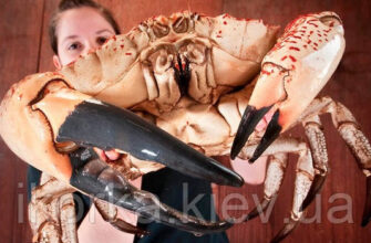 Скільки м’яса можна отримати з одного камчатського краба: детальний аналіз