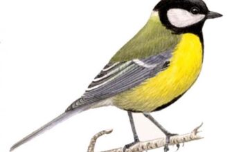 Значення та прикмети: Чому синичка стукає у ваше вікно?