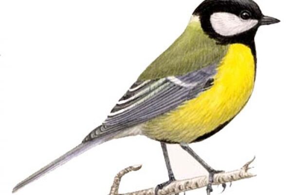 Значення та прикмети: Чому синичка стукає у ваше вікно? Значення та прикмети: Чому синичка стукає у ваше вікно?