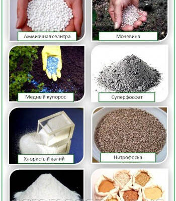 Коли оптимально вносити суперфосфат: весна чи осінь? Поради експертів