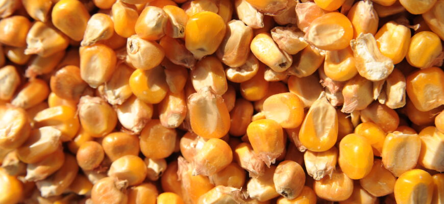 Оптимальні засоби для протруювання насіння кукурудзи: поради експертів