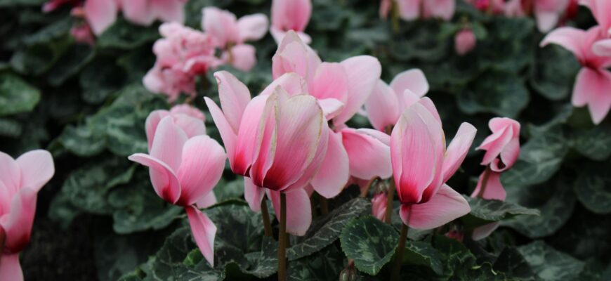 Чи варто пересаджувати квітучий цикламен після придбання: поради експертів