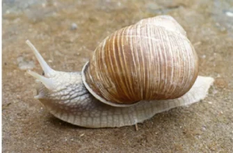 Яких равликів можна їсти: поради та види їстівних молюсків