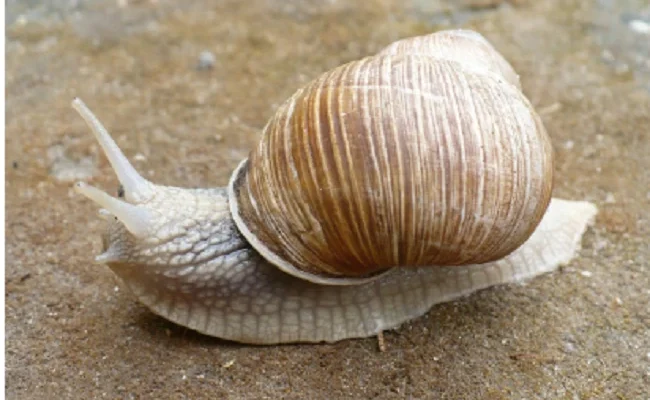 Яких равликів можна їсти: поради та види їстівних молюсків