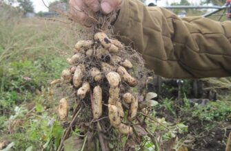 Який ґрунт потрібен для вирощування арахісу: основні характеристики
