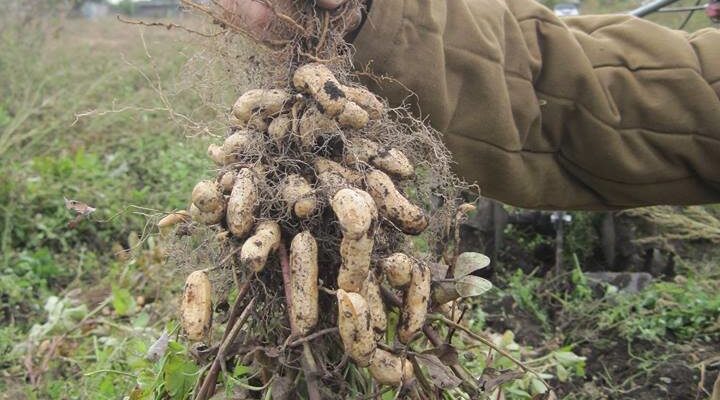 Який ґрунт потрібен для вирощування арахісу: основні характеристики