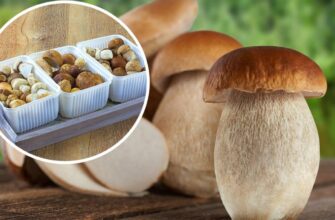 З якого віку можна їсти гриби: поради батькам для дитячого раціону