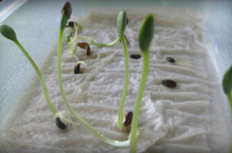 Як швидко проростити насіння огірка: ефективні методи та поради