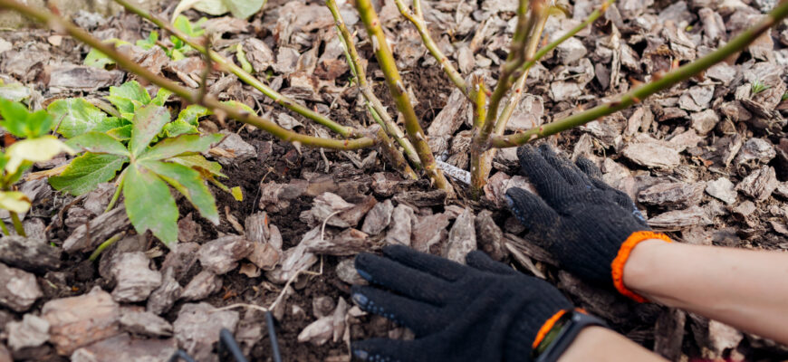 Неправильні способи укриття троянд на зиму: що уникати для збереження рослин