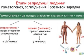 Гаметогенез у людини: ключові місця та процеси виникнення гамет