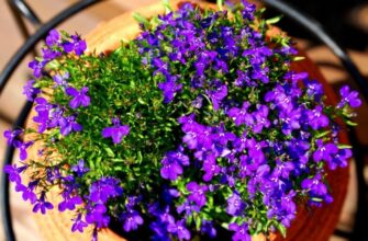Лобелія: які температурні умови оптимальні для її зростання?