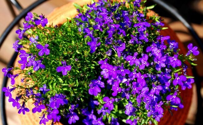 Лобелія: які температурні умови оптимальні для її зростання?