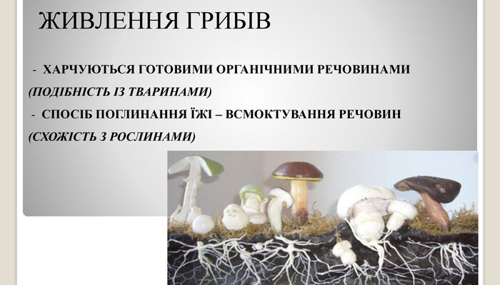 Чому гриби відносять до гетеротрофів: основні причини та ознаки