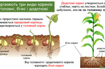 Що виділяє корінь: Важливі речовини і їх роль у рості рослин
