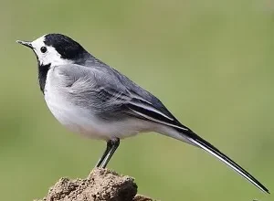 Що їсть трясогузка: улюблені страви маленького птаха в природі