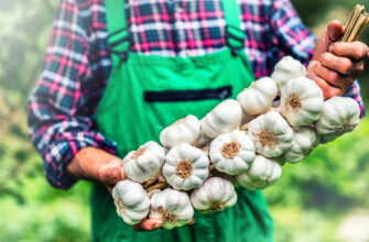 Оптимальні добрива для часнику: що варто знати для кращого врожаю