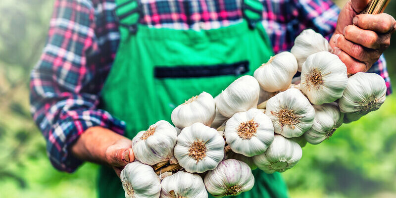 Оптимальні добрива для часнику: що варто знати для кращого врожаю