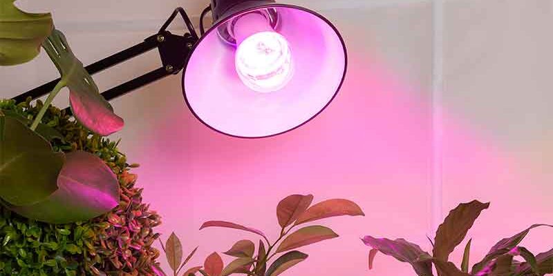 Який колір фітолампи обрати для різних стадій росту рослин?