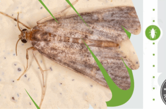Як позбутися горіхової молі: ефективні методи та поради боротьби
